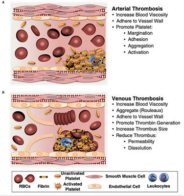 Red Blood Cell Contribution to Hemostasis